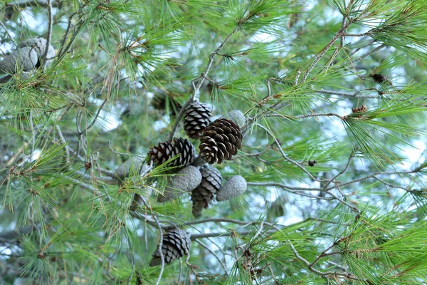 Plan Sélectif Une Branche Arbre Avec Ses Aiguilles Ses Cônes — Photo