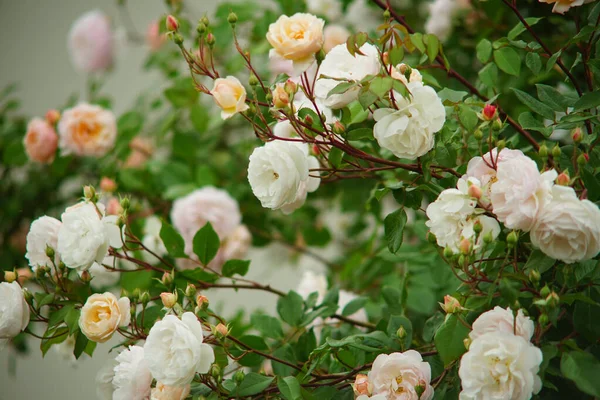 茂みの上の白いバラの選択的な焦点ショット — ストック写真