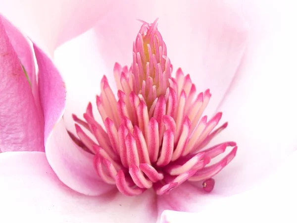 Macro Shot Stamen Pink Lily Magnolia Flower — Stock Photo, Image