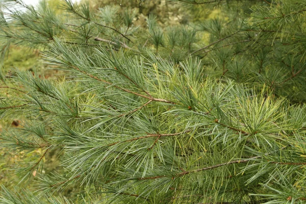 Een Close Van Groene Dennenbomen Het Bos Zomer — Stockfoto