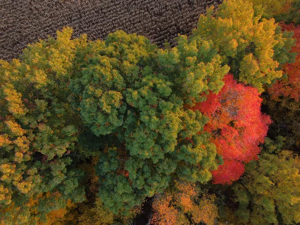 Tiro Aéreo Árvores Outono Floresta — Fotografia de Stock