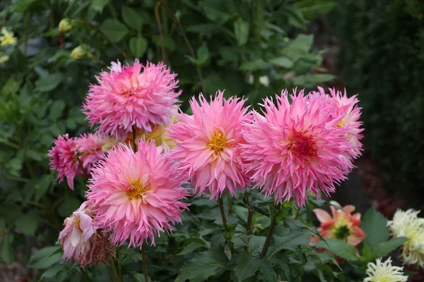Zbliżenie Pięknych Różowych Kwiatów Dahlii Kwitnących Ogrodzie — Zdjęcie stockowe