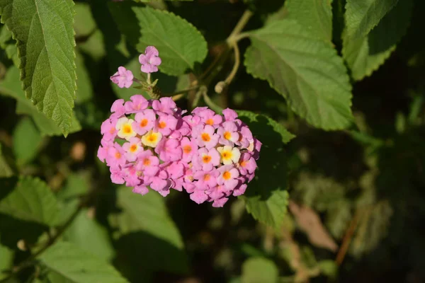 Belles Fleurs Roses Lantana Camara Sur Fond Vert Feuillu — Photo