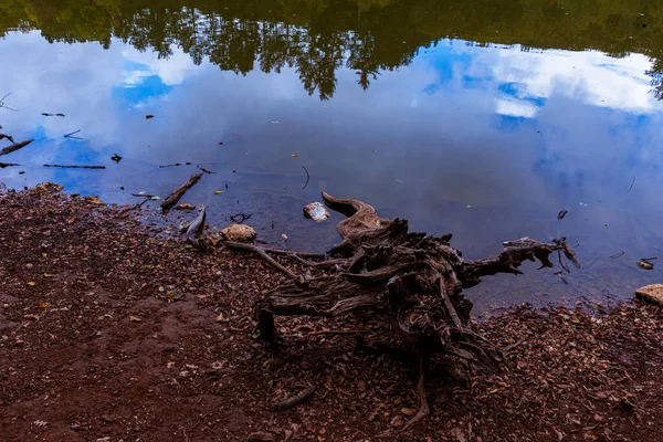 Zbliżenie Starych Suchych Gałęzi Drzewa Upadłych Jesiennych Liści Jeziorze — Zdjęcie stockowe