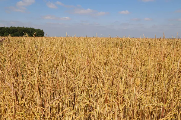 Een Landbouwlandschap Een Uitgestrekt Goudkorenveld Klaar Voor Oogst — Stockfoto