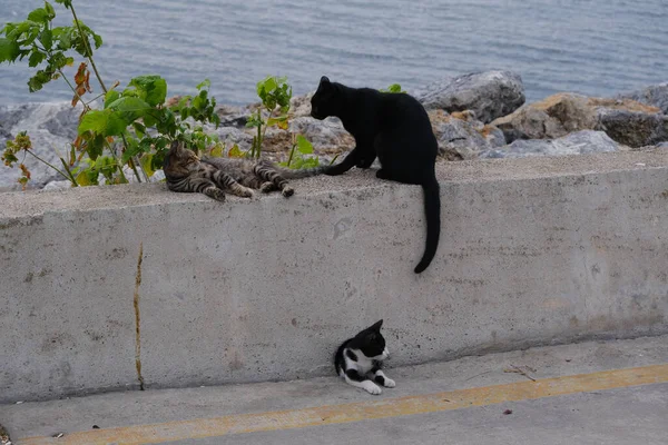 Una Inyección Nivel Los Ojos Grupo Gatos Que Descansan Junto — Foto de Stock