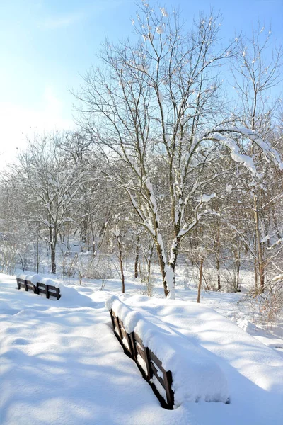 Vacker Bild Park Vintern — Stockfoto