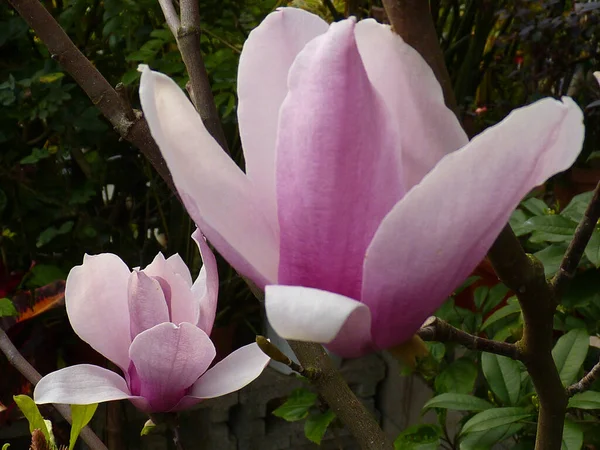 Close Belo Lírio Magnólia Árvore Com Flores Flor — Fotografia de Stock