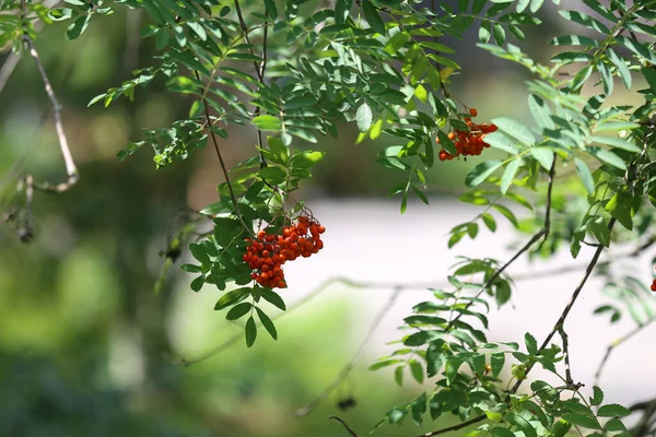 木の枝に熟したローワンや赤い山灰の束の閉鎖 — ストック写真
