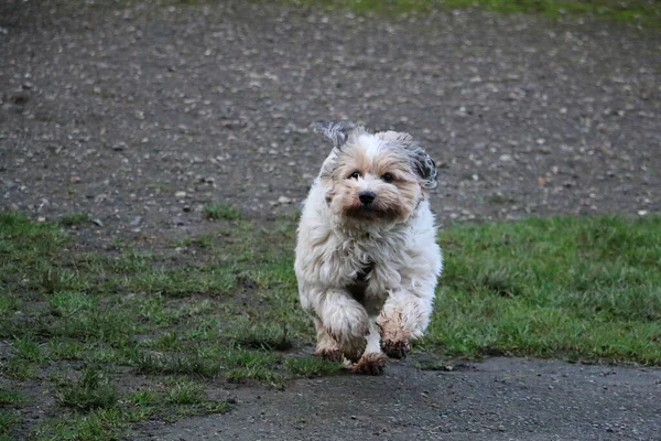 Vit Knähund Som Springer Grönt Gräs — Stockfoto