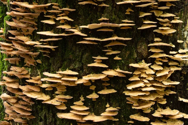 Primo Piano Tronco Albero Muschiato Ricoperto Gruppo Funghi Polipore Una — Foto Stock