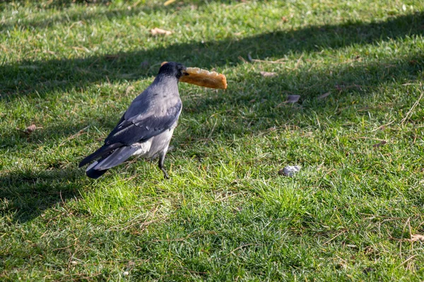 Pigeon Piece Bread Park — Stock Photo, Image