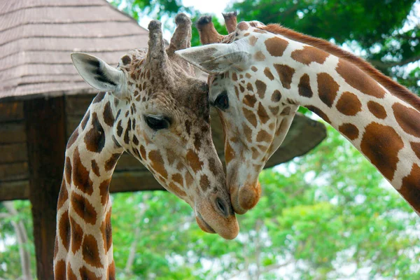 Deux Jolies Girafes Bruant Avec Leurs Têtes Sur Fond Arbres — Photo