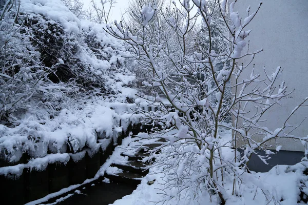 美丽的冬季风景 树上覆盖着积雪 — 图库照片