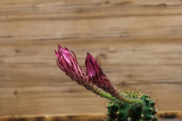 Plan Macro Une Fleur Cactus Rose Devant Fond Flou — Photo