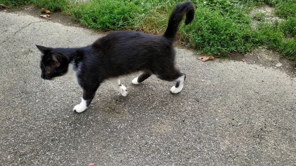 Colpo Angolo Alto Gatto Nero Che Cammina Strada — Foto Stock