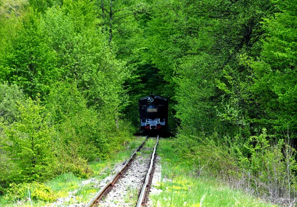 索瓦塔 罗马尼亚 2019年9月19日 罗马尼亚索瓦塔度假胜地的窄轨距列车 将游客从Sovata运送到Campu Cetatii村 然后返回 — 图库照片