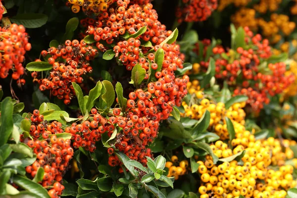 Közelkép Pyracantha Ágak Élénk Piros Sárga Érett Bogyók — Stock Fotó