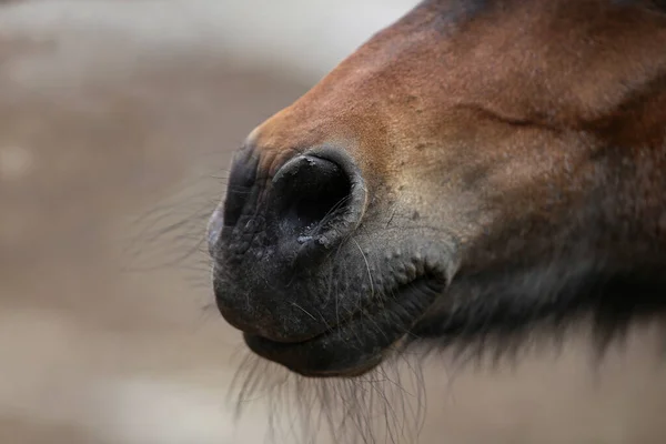 馬の頭のクローズアップショット — ストック写真