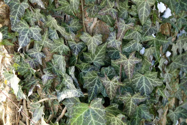 A closeup shot of green English ivy plant