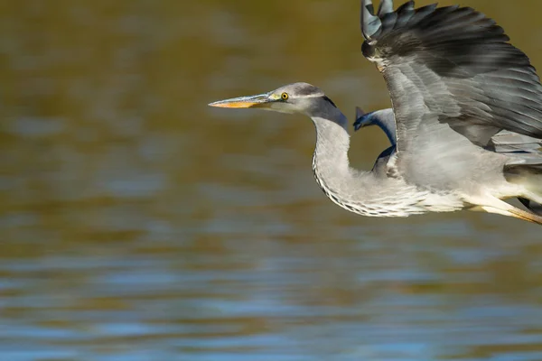 Pássaro Voando Cinzento Acima Água Dia Ensolarado — Fotografia de Stock
