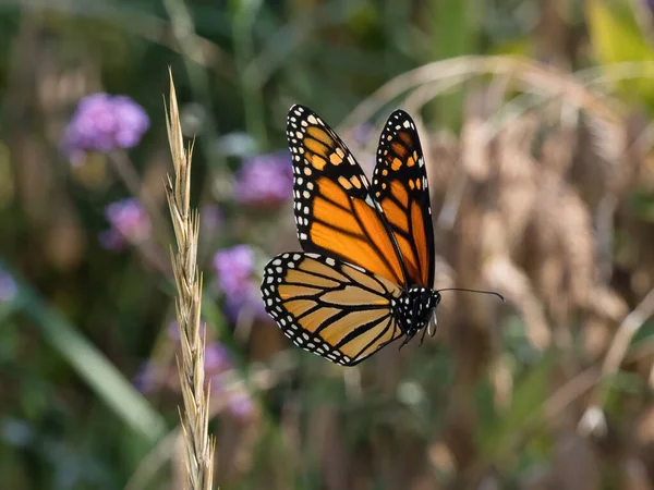 Une Mise Point Sélective Papillon Bois Moucheté Sur Une Petite — Photo