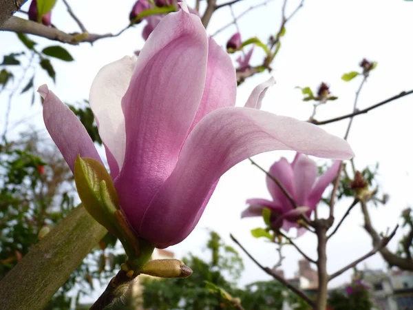 Gros Plan Magnifique Magnolia Lis Avec Des Fleurs Fleurs — Photo