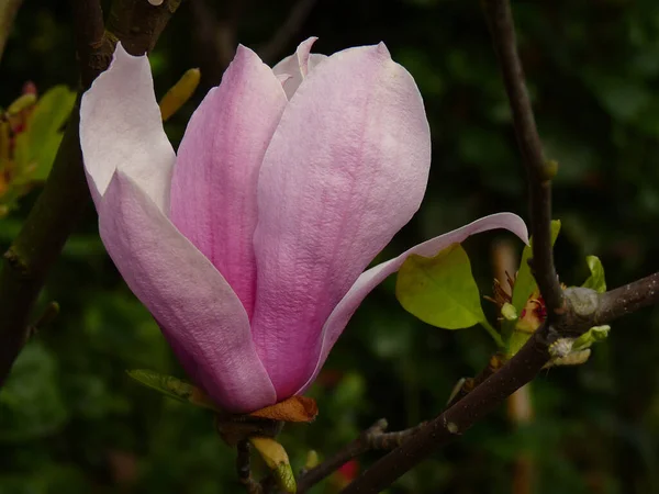 Gros Plan Une Belle Fleur Magnolia Lis Fleur — Photo