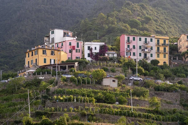 Corniglia Italië Aug 2020 Corniglia Italië Augustus 2020 Kleurrijke Huizen — Stockfoto