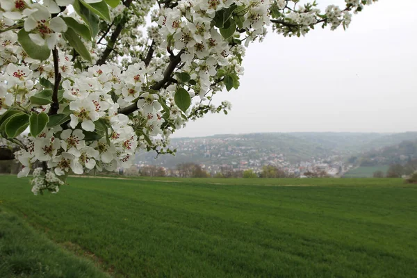 Ağaçtaki Güzel Bahar Çiçeklerinin Seçici Odak Noktası Gün Işığında Bir — Stok fotoğraf