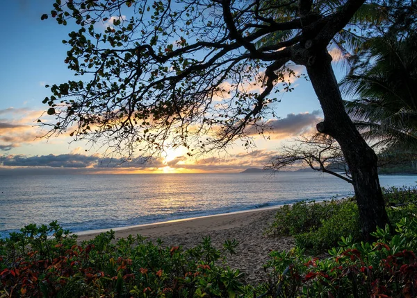 夕阳西下时在海滩附近美丽的一棵树 澳大利亚凯恩斯角论坛报 — 图库照片