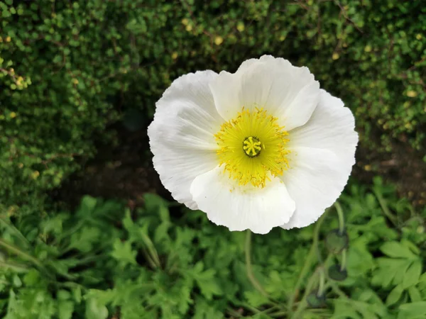 Belo Tiro Papoula Branca Florescendo Jardim Com Folhas Verdes Fundo — Fotografia de Stock