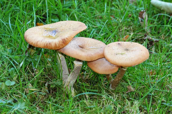 Primer Plano Setas Naranja Comestibles Lactarius Deterrimus Bosque — Foto de Stock