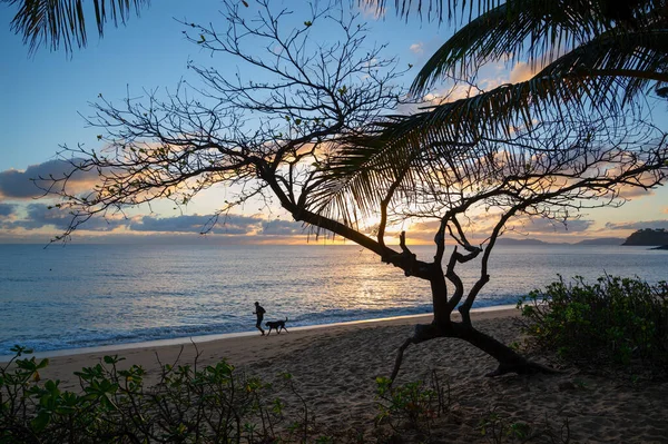 夕阳西下时海滩上的一棵树在澳大利亚开普论坛报上大放异彩 — 图库照片