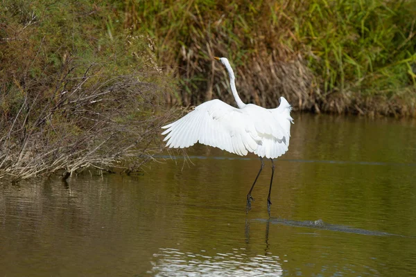 Wielki Egret Ptak Latający Nad Jeziorem Parku — Zdjęcie stockowe