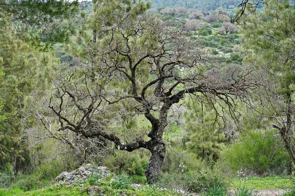 Een Close Van Een Droge Wilgenboom Omgeven Door Groene Natuur — Stockfoto