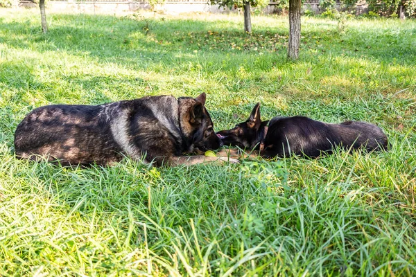 Két Aranyos Fekete Király Pásztor Kutyák Hazudik Nyalogatja Egymást Parkban — Stock Fotó