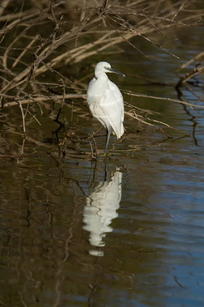 Coup Vertical Oiseau Blanc Dans Lac Recherche Nourriture Espagne Parc — Photo