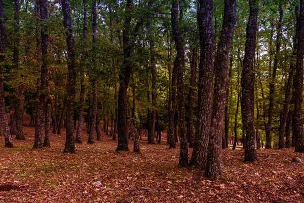Krásná Podzimní Lesní Krajina — Stock fotografie
