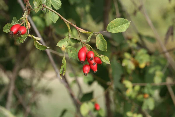 Primo Piano Grandi Rosa Canina Rosse Nella Foresta Sul Cespuglio — Foto Stock