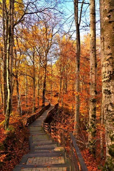 Piękny Pionowy Strzał Alejki Parku Jesieni — Zdjęcie stockowe