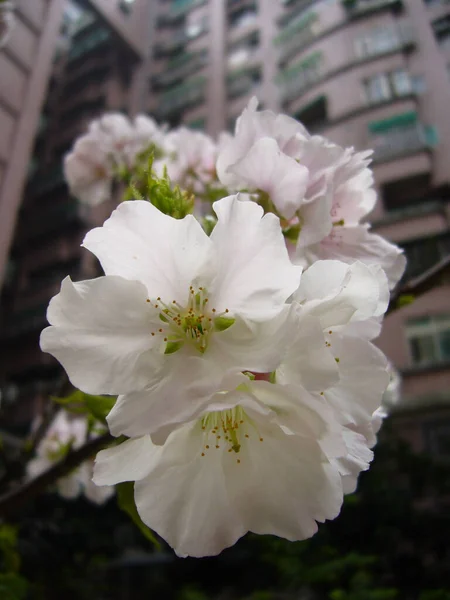 Selective Focus Shot Beautiful Cherry Blossoms — Stock Photo, Image