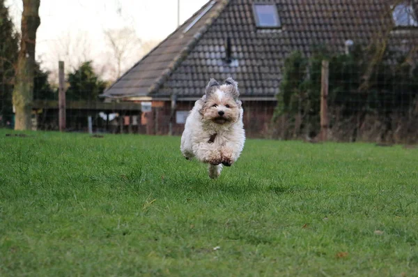 一只白色的狗在绿草上奔跑 — 图库照片