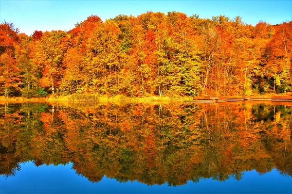 Uma Vista Deslumbrante Reflexo Árvore Dourada Lago Parque Ótimo Para — Fotografia de Stock