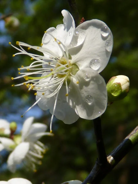 Selective Focus Shot Blooming Prunus Mume Water Droplets — Stock Photo, Image