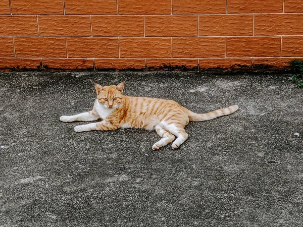 Close Gato Sério Gengibre Tabby Deitado Asfalto — Fotografia de Stock