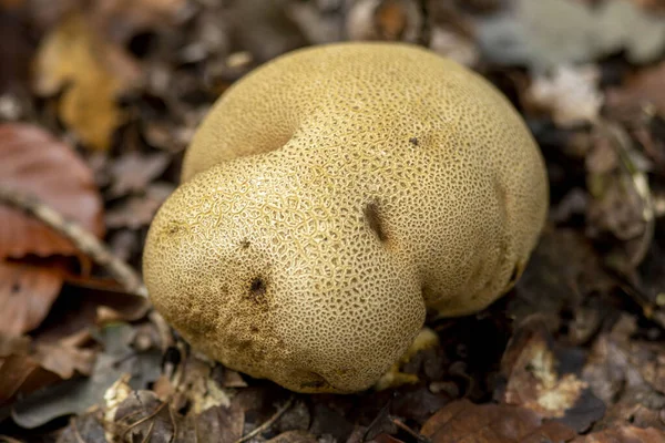 Scleroderma Citrinum Oder Erdballpilz Auf Herbstlichem Waldboden Umgeben Von Braunen — Stockfoto