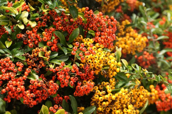 Detailní Záběr Větví Pyracantha Jasně Červenými Žlutými Zralými Bobulemi — Stock fotografie