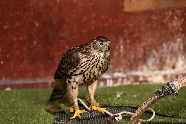 Closeup Portrait Beautiful Healthy Falcon — Stock Photo, Image