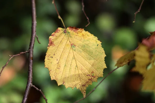 Enfoque Selectivo Una Hoja Arce Árbol Día Otoño — Foto de Stock